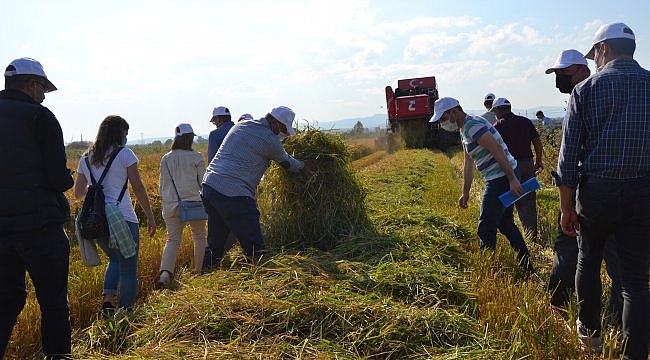 Biga'da damlama sulama ile yetiştirilen çeltikler hasat edildi