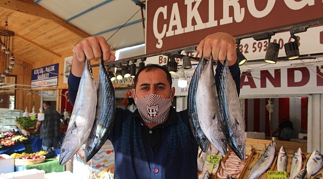 Marmara'da palamut bolluğu