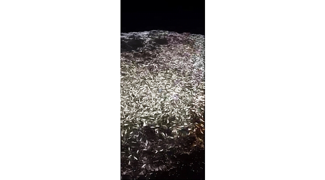 Sürdürülebilir balıkçılık için 15 ton kupesi denize geri bıraktılar