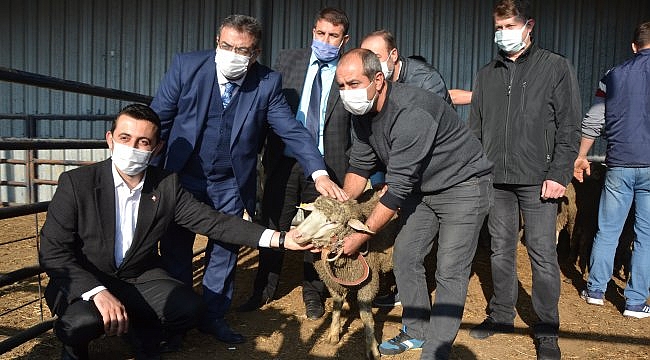 Biga'da sürü sahiplerine 15 damızlık koç dağıtıldı