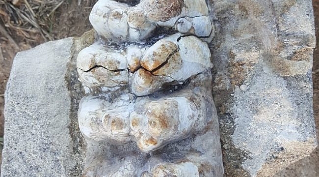 Çanakkale'de 8-9 milyon yıllık fil fosili bulundu