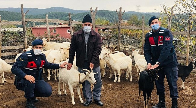 Çanakkale'de ormanda kaybolan koyunlar, drone yardımıyla bulundu