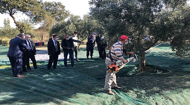 Geyikli Beldesindeki Zeytin Hasadı, Vali İlhami AKTAŞ’ın Katılımıyla Gerçekleştirildi