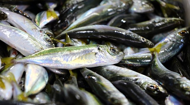 Tezgahlarda palamudun yerini "istavrit" almaya başladı