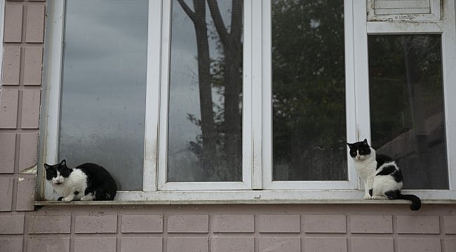 Vefat eden annesinden kalan sokak kedilerine sahip çıktı