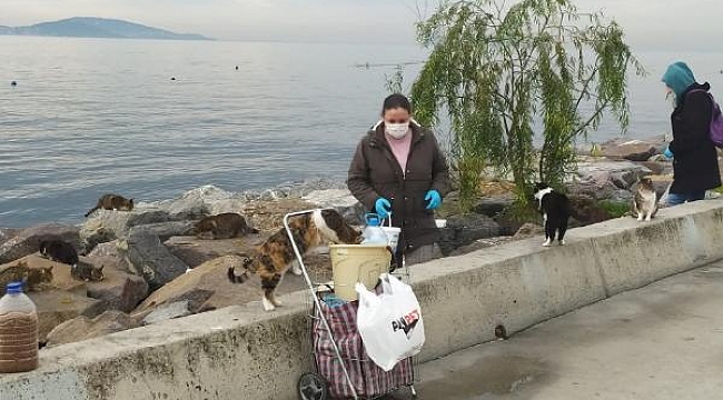 Sahillerde bırakılan misinalar, olta uçları kedilerin ölümüne yol açıyor