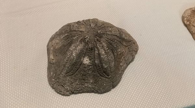 Çanakkale'de 6 deniz yıldızı fosili ele geçirildi