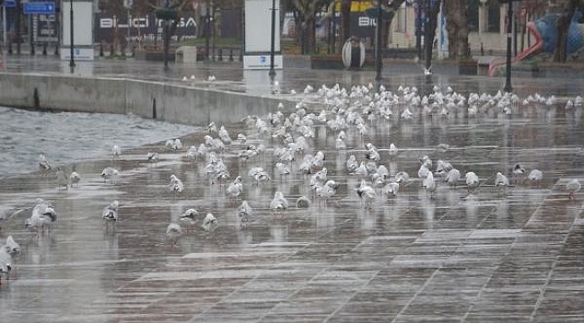 Çanakkale'de kısıtlamada kordon boyu, martılara kaldı