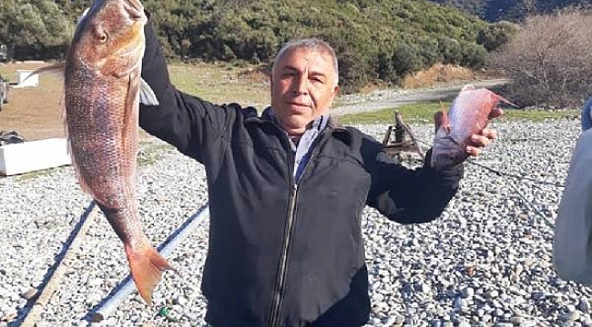 Amatör balıkçı oltasıyla 7 kiloluk sinarit avladı