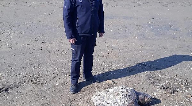 Ayvalık sahilinde ölü caretta caretta bulundu