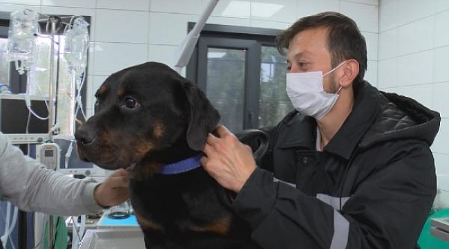 Kanlar içinde inlerken çöplükte bulunmuştu… O köpek sahiplendirildi 