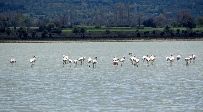 Çanakkale Savaşları'nın yaşandığı yarımada flamingoları ağırladı