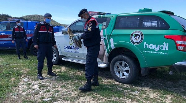Jandarmanın bulduğu, nesli tükenmekte olan balabana tedavi