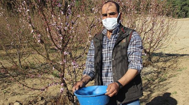 Meyve ağaçları, zararlılardan mavi leğenle kurtuldu