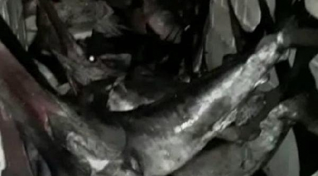 Avlanma boy sınırı altındaki 12 kılıç balığına el konuldu