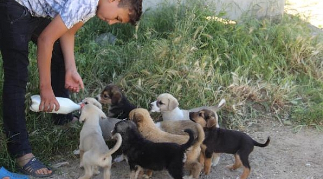 Bayramiç'te 2 çocuk, sokak köpeği ve 12 yavrusuna sahip çıktı