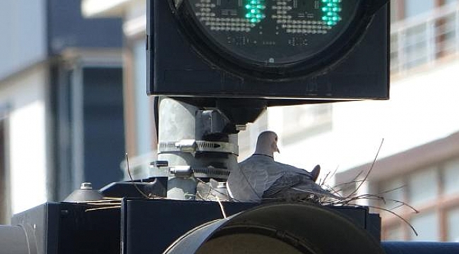 Çanakkale'de trafik lambası kumruya yuva oldu
