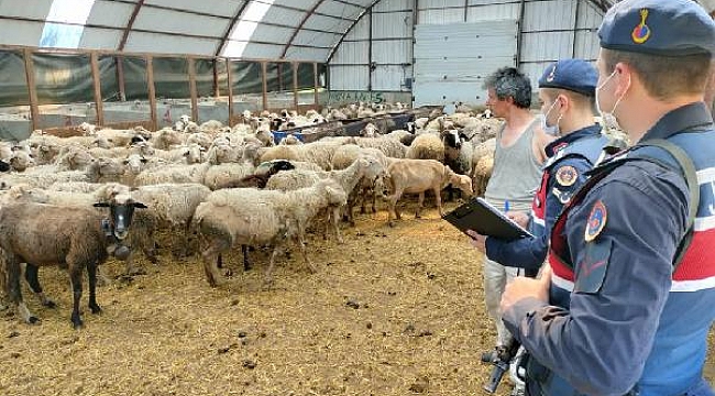 Çoban, çalıştığı çiftlikten 13 koyun çaldı