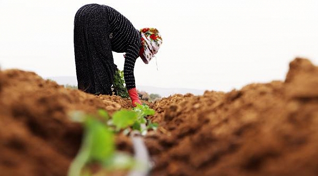 Emek ve Dayanışma Günü'nde 27 derece sıcaklıkta kavun fidesi diktiler