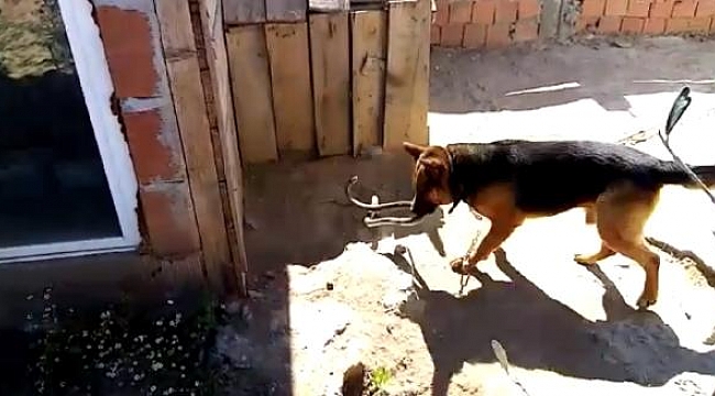 Kurt köpeği, eve girmeye çalışan 2 metrelik yılanı parçaladı