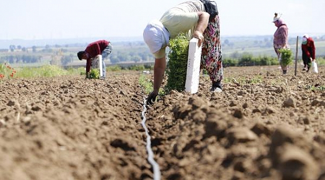 Meşhur Çanakkale domatesinin fideleri toprakla buluştu