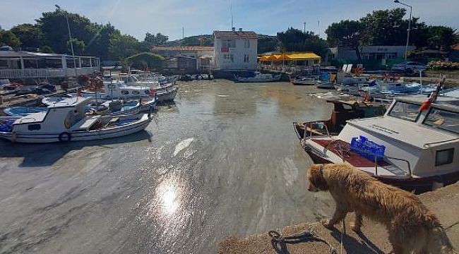 Bozcaada'da tedirgin eden müsilaj görüntüsü