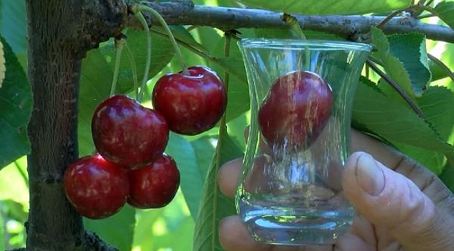 Turkey's 'Lapseki Giant' cherries are eaten by the British Royal Family: Farmers say