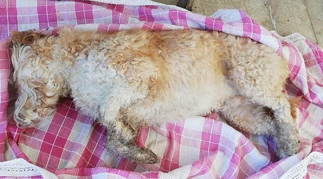 Zehirlenen 30'a yakın sokak hayvanı telef oldu; hayvanseverler tepki gösterdi