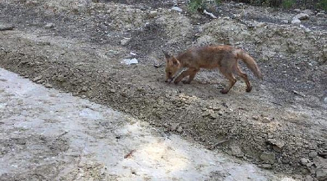 Çanakkale'de bir süre önce korumaya alınan tilki doğaya salındı