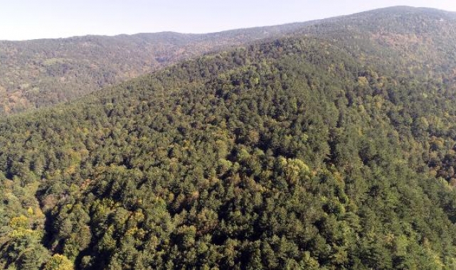 Çanakkale'de ormanlara giriş 1 ay yasak