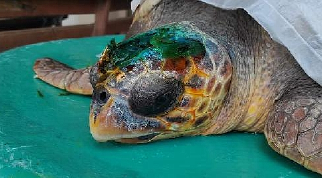 Çanakkale'de yaralı caretta caretta tedaviye alındı