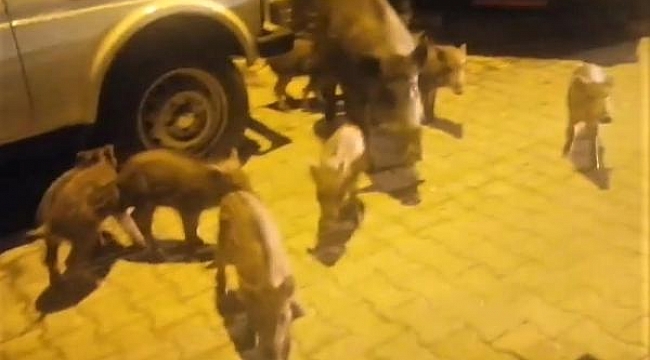 Kazdağları'ndan inen domuz, 8 yavrusuyla turistik mahalleye indi