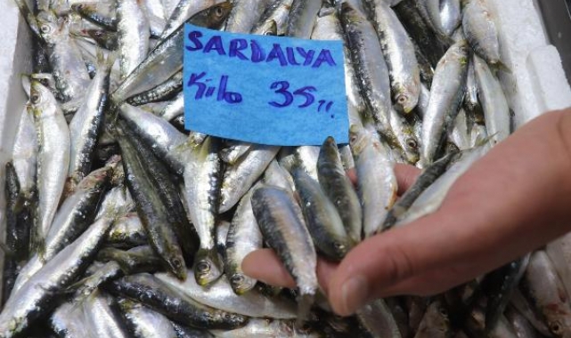 Çanakkale'de av sezonu açıldı, sardalyanın kilosu 35 liraya düştü