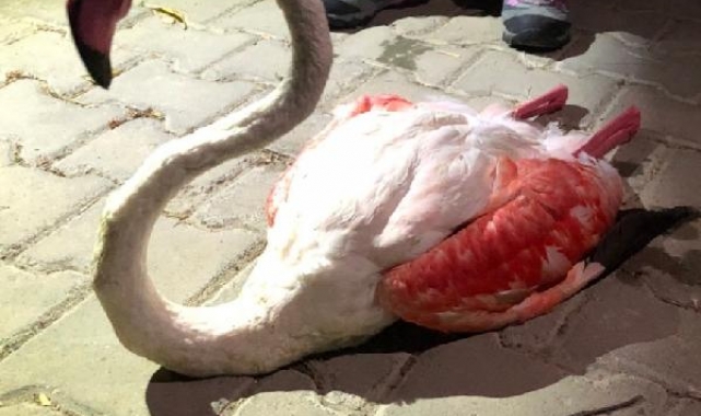 Çanakkale'de yorgun düşen flamingo tedaviye alındı