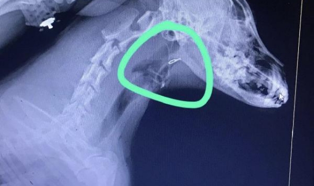 Köpeğin boğazına kaçan olta iğnesi ameliyatla çıkarıldı