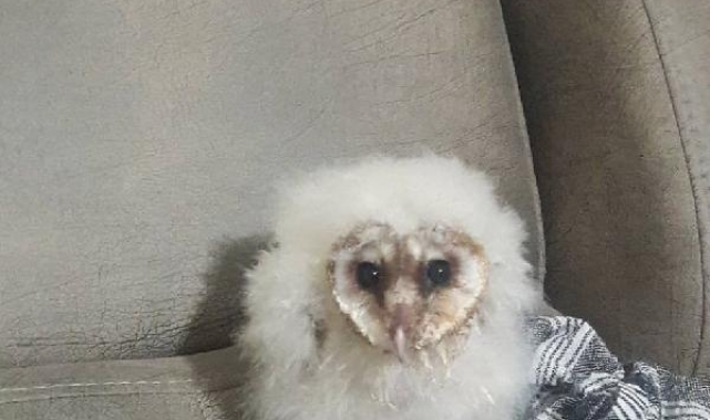 Yavru peçeli baykuş 'Fışfış', 3 aylık bakım sonrası doğaya salındı