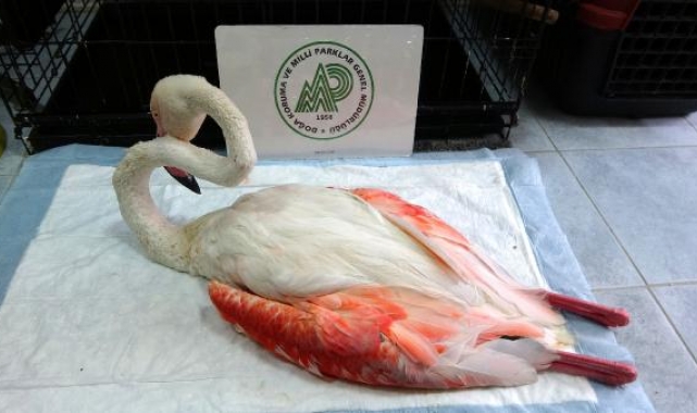 Yorgun düşen flamingo, uçabilecek duruma gelince doğaya salınacak