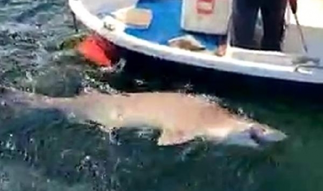 2,5 metre boyunda köpek balığı yakaladı