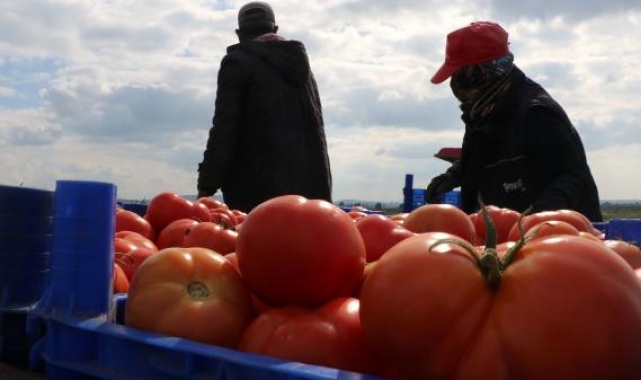 Çanakkale domatesi son turfanda hasadında üreticiyi güldürdü
