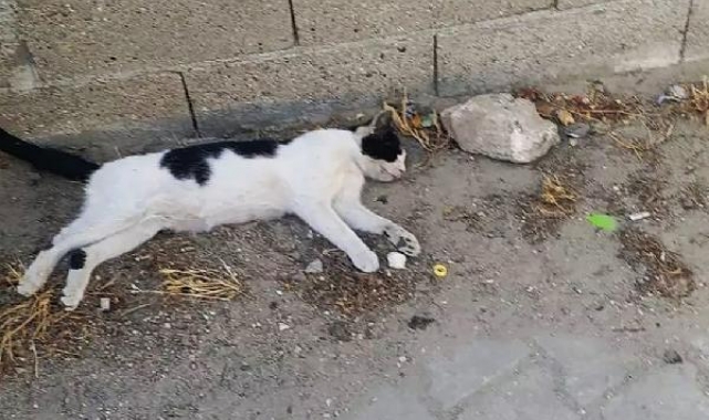 Gelibolu'da çok sayıda kedi zehirlenerek öldürüldü