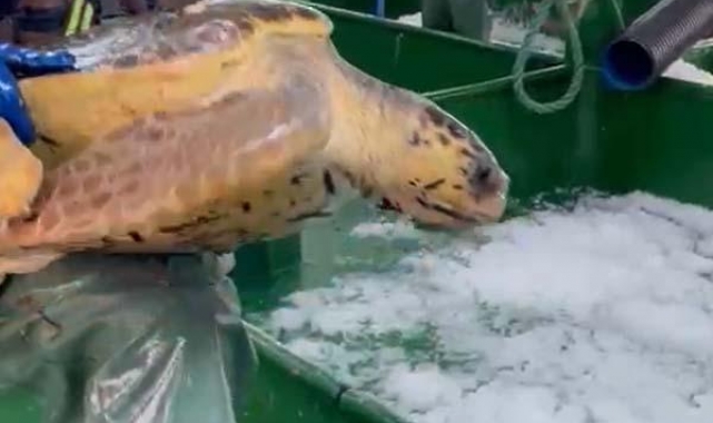 Ağlara takılan caretta caretta denize bırakıldı
