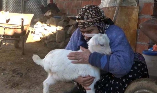 3 bacaklı doğan oğlak yaşama tutundu