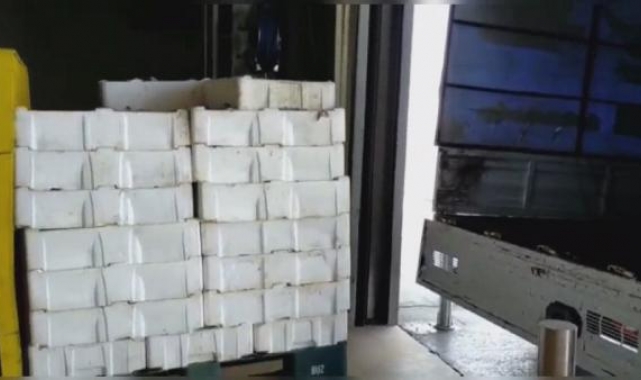 Boyu küçük avlanan 2 buçuk ton istavrite el konuldu