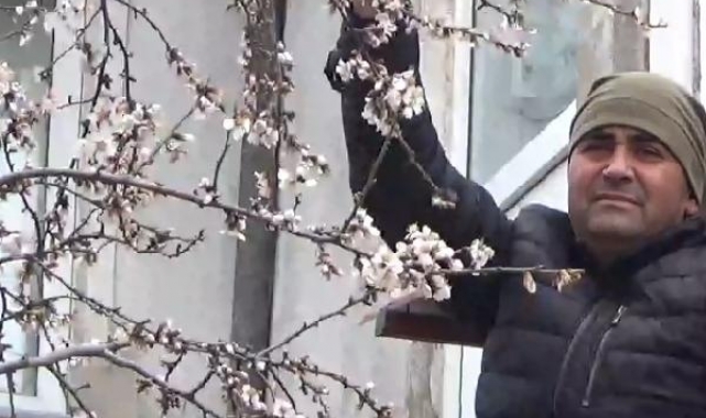 Çanakkale'de badem ağacı çiçeklendi