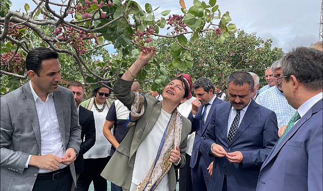 Ayvacık’ta Antep Fıstığı hasat şenliği düzenlendi