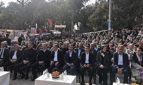 AYVACIK'DA ZEYTİN HASAT ŞENLİĞİ YAPILDI