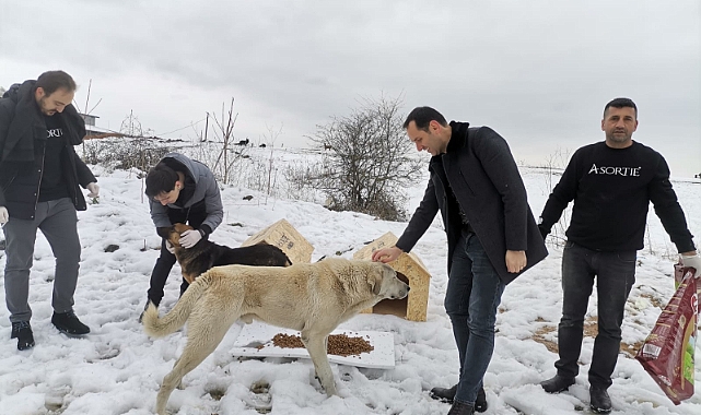 Asortie Mobilya Depremden Etkilenen Hayvanlar İçin Kolları Sıvadı.