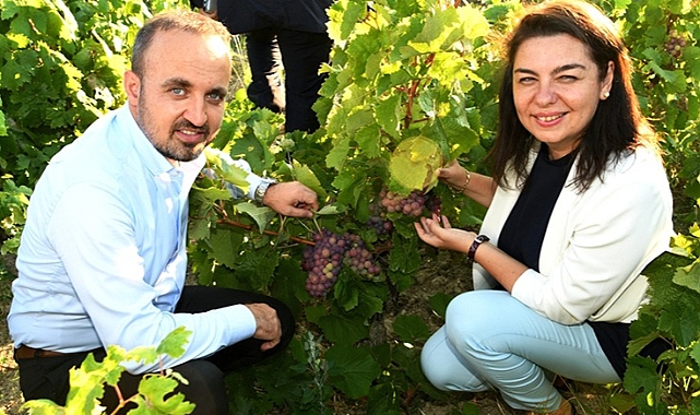 BAĞLARDA UYGULAMALI BUDAMA EĞİTİMİ 