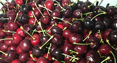 Kiraz ağaçları ihracat rekoru kırmak için sabırsızlanıyor!