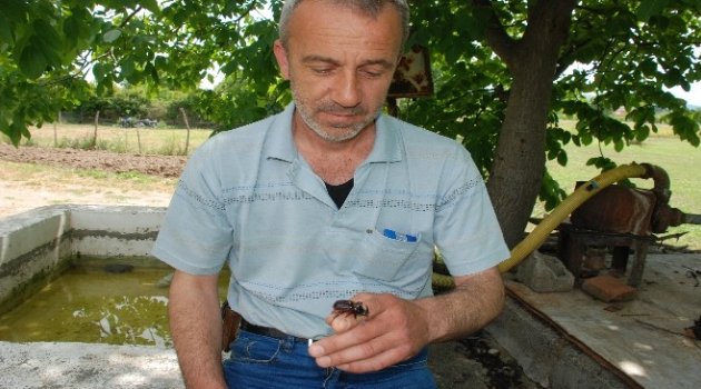 Bayramiç'te Gergedan Böceği Bulundu